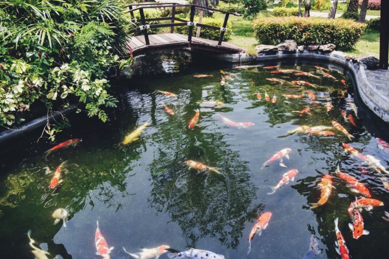 fish pond construction
